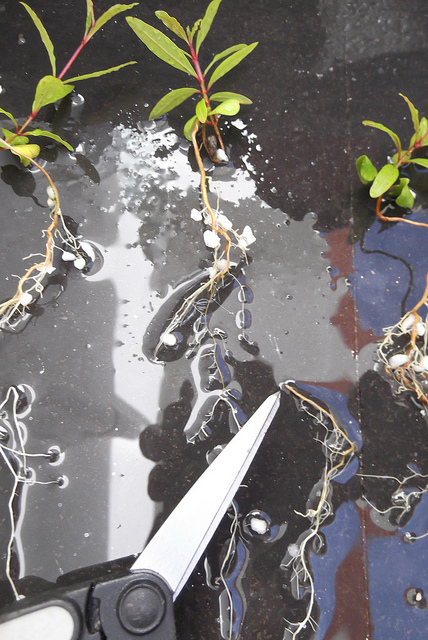 bonsai from seed